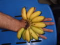 Mini bananas
