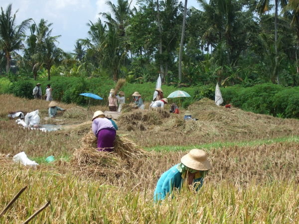 Rice harvest...