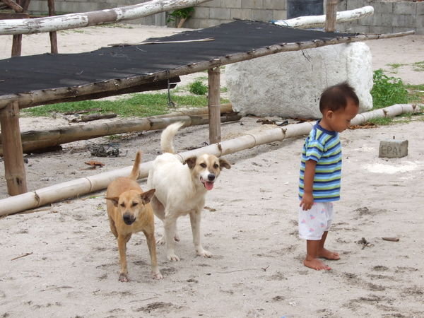 Cute kid with some stray dogs!