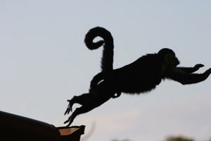 monkey jumping