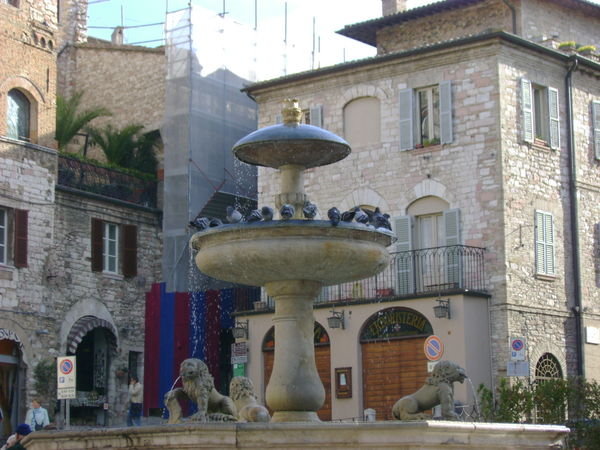Pigeon Bath in Assisi