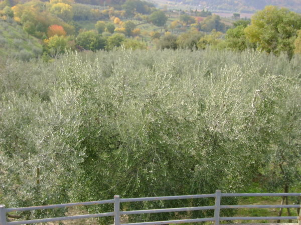 Olive tree near Banfi