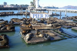 Pier 39 Wildlife