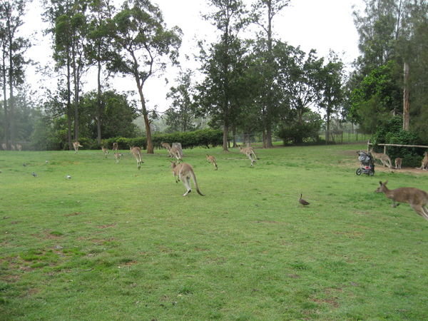 Hopping kangaroos