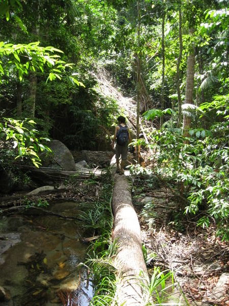 More Jungle Hiking