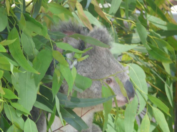 oui! on a vu des Koalas, mais uniquement dans le Koala hospital