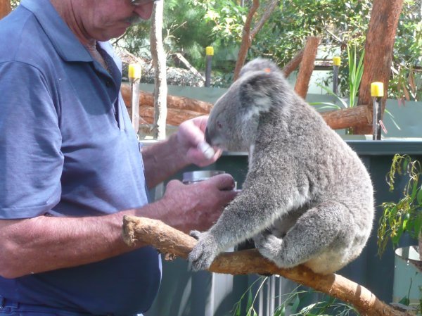 le koala se fait soigner