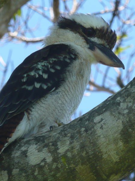 un oiseau kockaburra