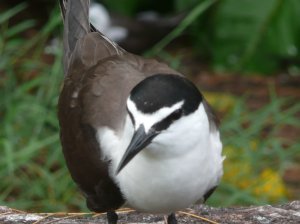 vie d oiseau sur Lady Musgrove Island: nous sommes arrives sur la barriere de Corail!