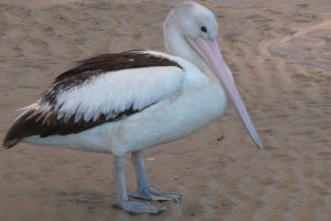 un pelican au bec rose