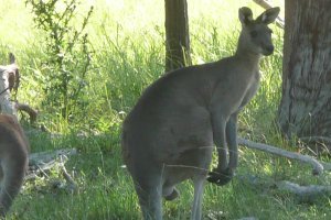enfin nous voyons des kangourouhs!