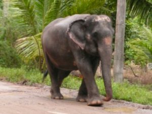 Un elephant sur la route