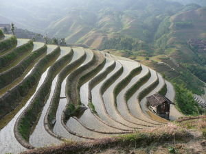 Terasses de riziere a Dazhai (Longsheng)