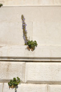 Lavendar plant growing on the side of Salute Church