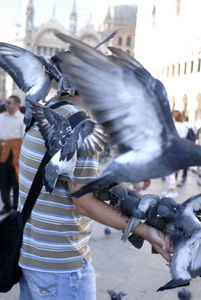 Armfull of Pigeons