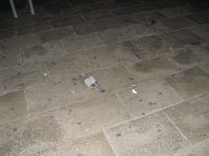 Pigeon at night