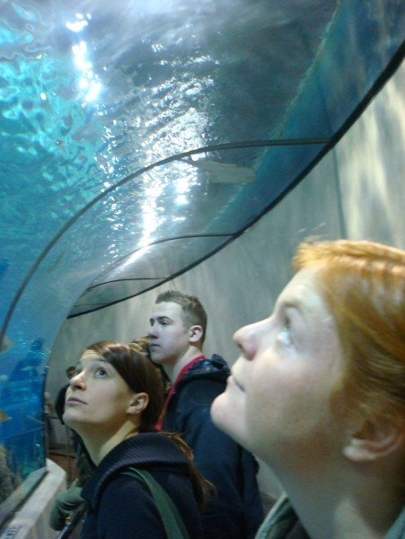 Shark tunnel at the BCN aquarium