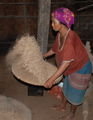 Working the Rice
