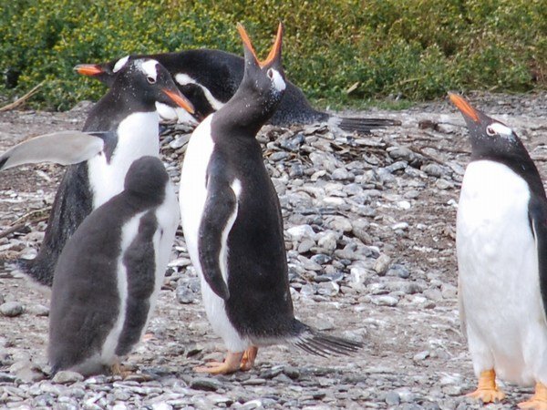 Papua Penguins
