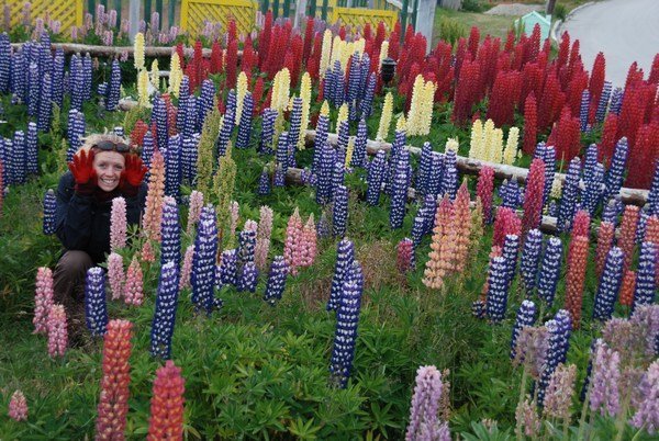 Loopy for Lupins