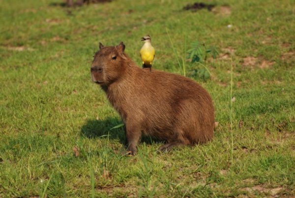 Capibarra And Friend