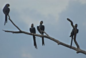 Beautiful Macaws