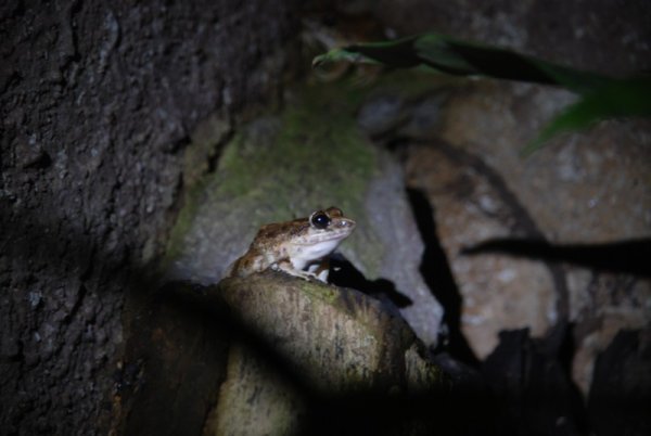 Another Monteverde Frog