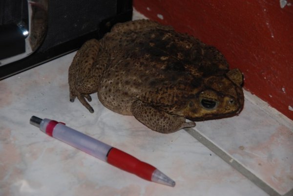 Cane Toad 