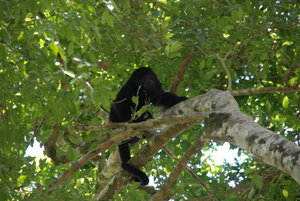 Howler Monkeys Added To The Atmosphere