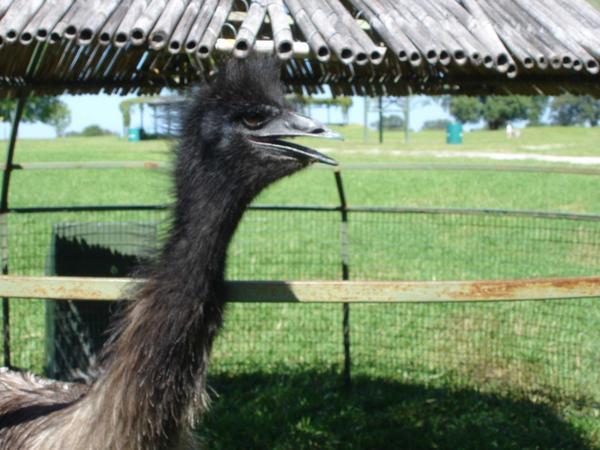 hello big ostrich