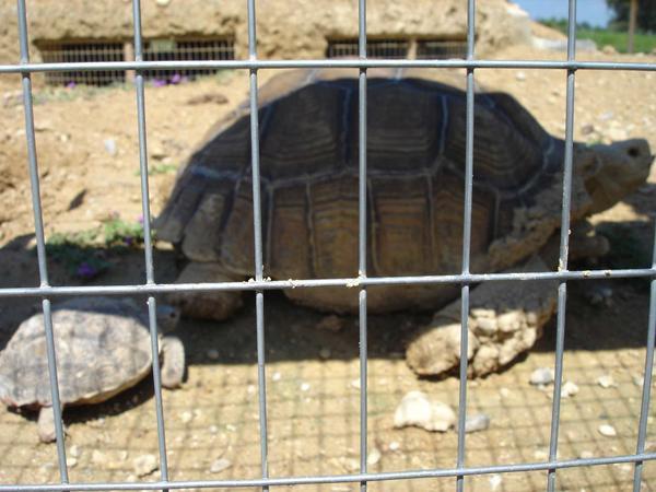 tortoise y tortoisee