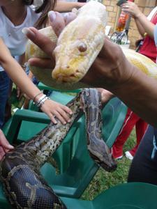 python y albino python