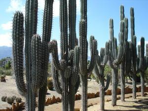 typical cactus in a line