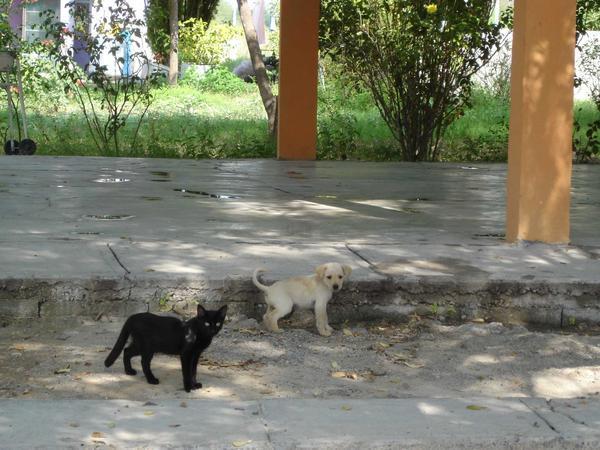 gato negro y blanco perro chiquito