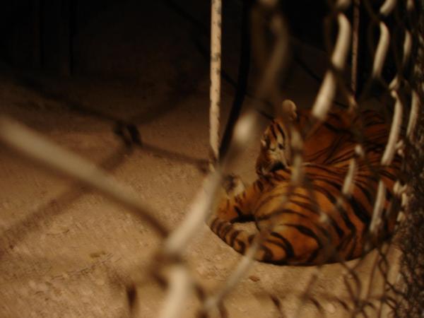 tigres in creel
