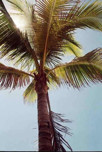 Palm tree!