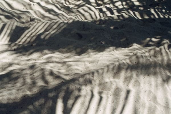 Palm shadows