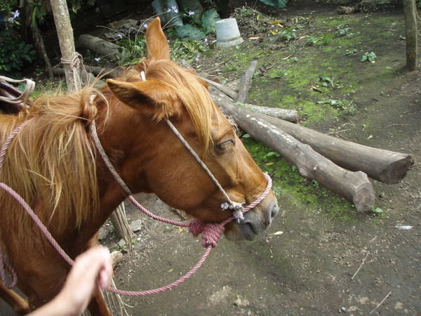 My lovely horse...