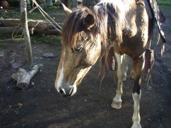 Panuelo, my horse