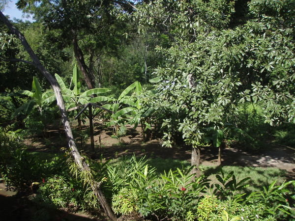 The lush garden at the Mariposa