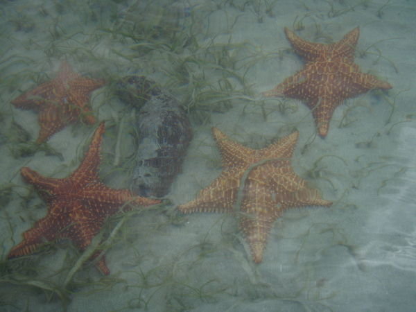 More Starfish