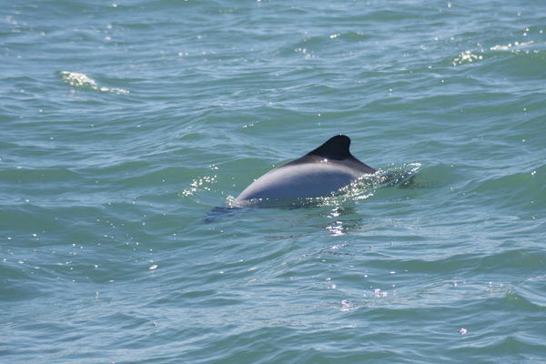 Commerson´s dolphin playing