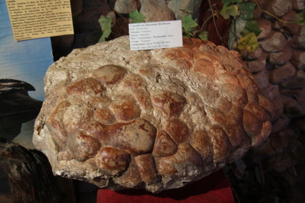 fossilised dinosaur poo