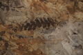 Leaf fossils