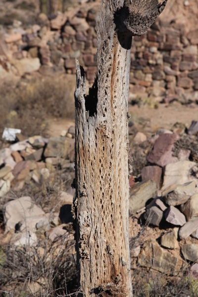 Dead cactus wood