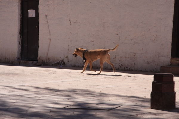 Soft Rock Dog, San Pedro de Atacama