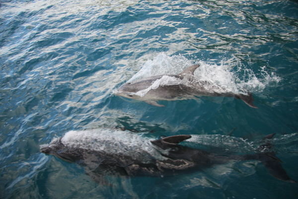 Dolphin & Dolphin Sprog