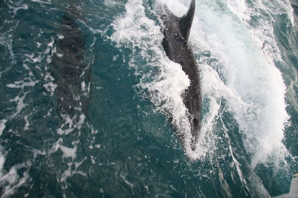 Dolphins Chasing the Boat