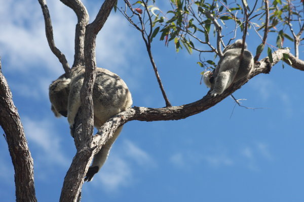 Lazing Koalas