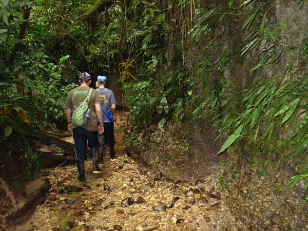 Hiking through the jungle